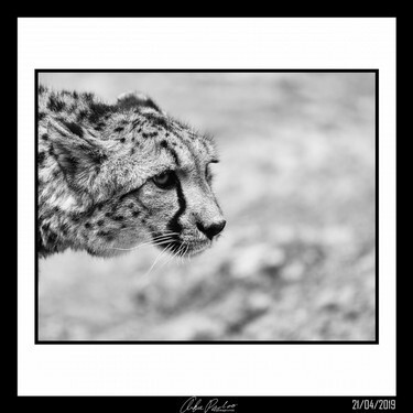 cheetah 2.jpg